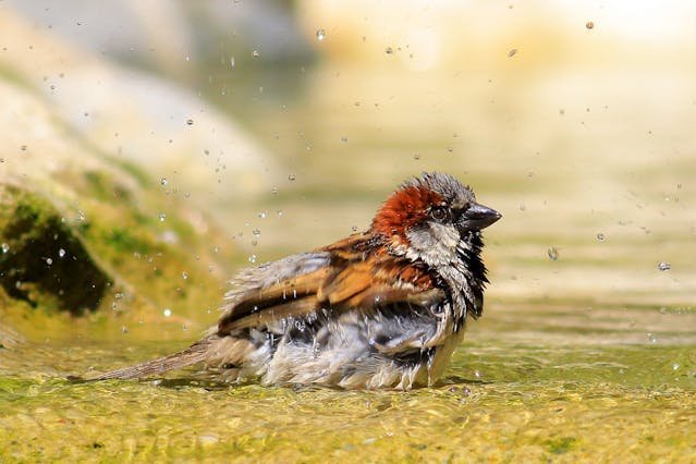 Bird bathing in garden water source