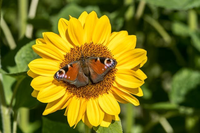 Creating Green Spaces and Attracting Wildlife in Your Urban Garden